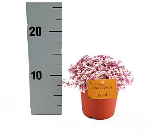 Exotenherz - Callisia Rosato Pink Lady 11cm Topf