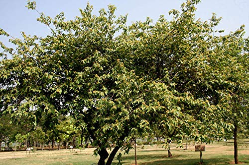 Westindische Ulme -Guazuma ulmifolia- 20 Samen