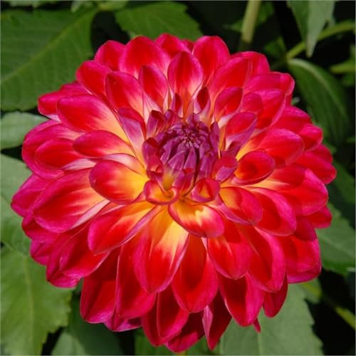 Dahlienpflanze, Dahlienknolle, winterharte Pflanze, einfach zu pflanzen, verschönert den Garten, wächst gut in Töpfen-2zwiebeln-B