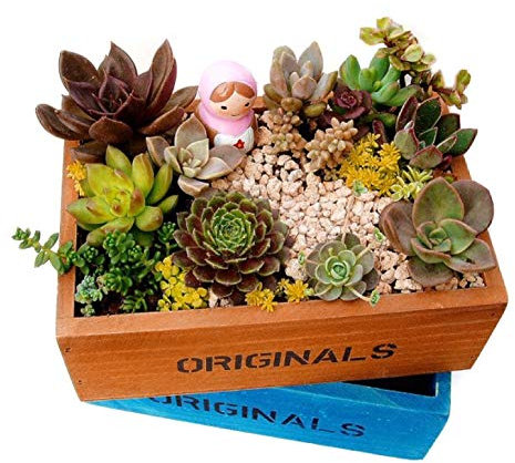 aqxreight JARDINIÈRE SUCCULENTE en Bois Cactus BONSAÏ Paysage Pots DE Fleurs Pot DE Plantes DÉCORATIF Jardinage Maison Organisateur Bois Naturel