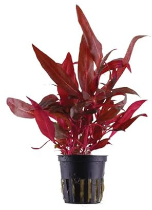 Aqua Essentials Alternanthera rosanervig - Colourful Aquarium Plant