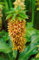 Eucomis bicolor ca. 9x9 cm Topf - Ananasblume, grün-violette Blüten, Blütezeit Juli-September, ideal für Kübel, exotisch und pflegeleicht