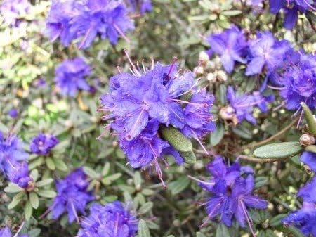 Zwerg Rhododendron russatum Azurika 30-40 cm hoch mit Ballen