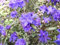 Zwerg Rhododendron russatum Azurika 30-40 cm hoch mit Ballen