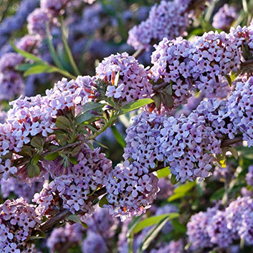 Schmetterlingsstrauch à feuilles alternes - Buddleja Alternifolia - 40-60 cm Topf: Charmante, wechselständige Blätter