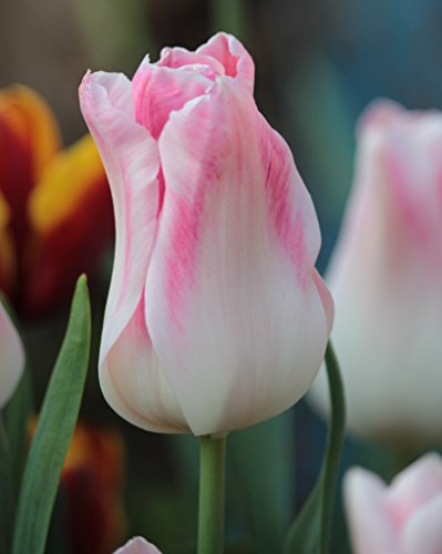 20 Lilienblütige Tulpen Holland Chic Blumenzwiebeln Tulpenzwiebeln