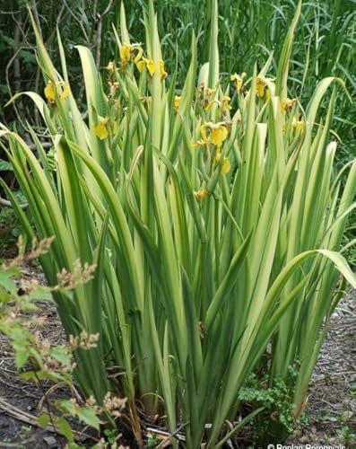 Lincolnshire Pond Plants Ltd - Marginal Aquatic Pond Plant - (Iris Pseudacorus Variegated) - 1Ltr Potted