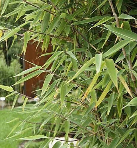 Roter Zebrabambus Red Zebra® 100-125cm - Fargesia murielae - lebende Gartenpflanze aus den Baumschulen