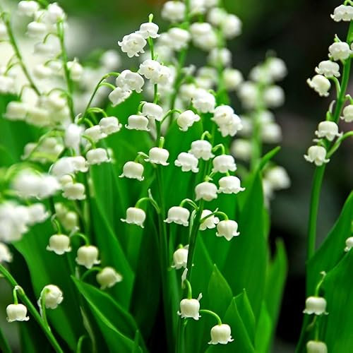 Plant Theory Lily of The Valley Perennials Flowering Plants Convallaria Majalis 2L Pot