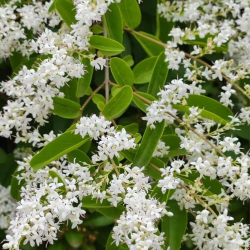 50 pcs liguster heckenpflanzen samen, samen balkon, sträucher winterhart liguster samen - Ligustrum lucidum - geschenke für gartenliebhaber, pflanzen für garten bodendecker samen winterhart,