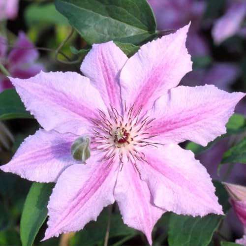 Clematis 'Ooh La La' - Compact Pink Striped Climber for Containers – 2X 3 Litre Potted Plant by Thompson & Morgan