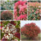 photinia red robin piante da siepe resistenti nespolo red robin semi piante in vaso resistenti all'esterno (piante da siepe) arbusti a crescita rapida Arbusti a crescita rapida come 550pcs