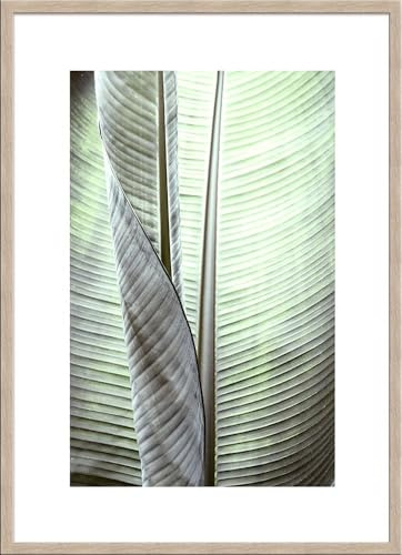 artissimo gerahmtes Poster 50x70 cm tropisches Blatt PE6210-ER – Bild mit Rahmen, Wandbild Wohnzimmer, Deko skandinavisch, Wanddeko Hochformat grün natur
