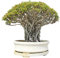 Buddha Baum 20 Samen - Pappel Feige, Ficus Religiosa - Bonsai