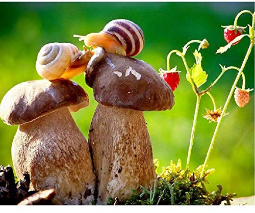 Puzzel Für Erwachsene 1000 Teile Schnecke Auf Dem Pilz Geburtstagsgeschenk