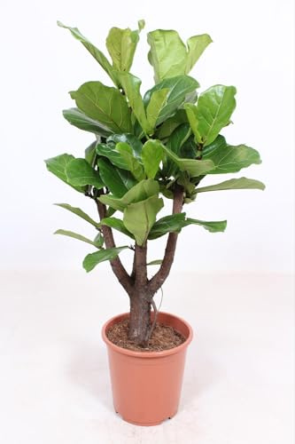 Ficus Lyrata - 110-120cm - Ø27cm - Zimmerpflanze - Immergrün