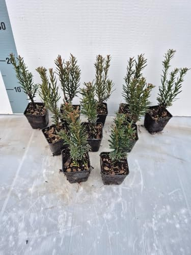 10 Piante di Taxus x media ‘Hillii’ - Tasso Ornamentale adatto per Vasi Bonsai e Siepi - Vaso 7 cm - Vivai Giulian Giovani Piante