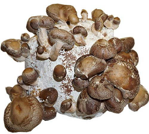 Hawlik Pilzbrut - Coltura di shiitake BIO da coltivare da soli XXL - funghi shiitake facili da coltivare e da raccogliere - kit coltivazione funghi - coltura di funghi