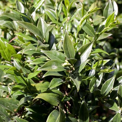 Pianta vera di Sarcococca confusa - Diametro Vaso Ø 14 cm
