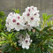 semi di rododendro - decorazione del soggiorno le piante di azalee sono resistenti fiori da balcone piante in vaso resistenti all'esterno piante rampicanti a crescita rapida Le piante 25pcs