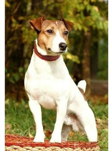 1000（75x50cm）‑Piece Adult Jigsaw Puzzle, Jack Russell Terrier & Cave Foxhound Pet Dog, UK, Suitable for Adult Stress Relief, Leisure Games and Home Wall Decoration