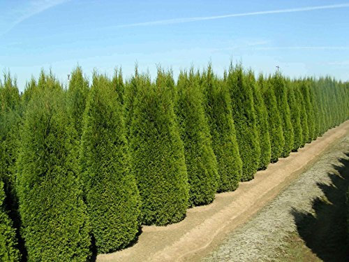 1.000 semi italiani Cipresso, in rapida crescita
