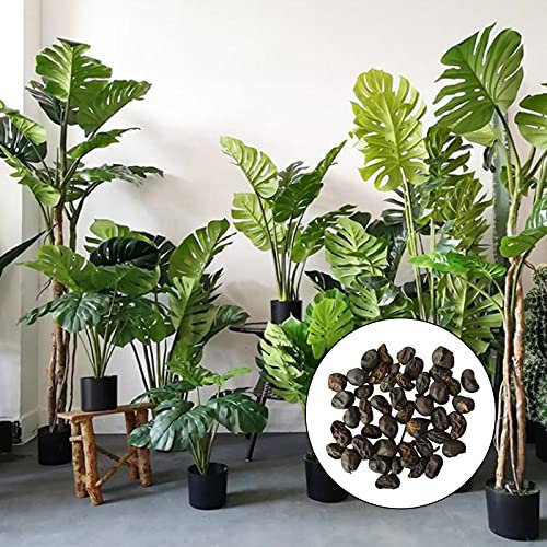 Oce180anYLVUK 50 Pz/borsa Semi di Monstera Alta Germinazione Facile da Coltivare Semi di Monstera Ceriman portatili ben adattati per il cortile Monstera Seeds