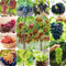 100 Stücke Trauben Pflanzen Samen - Trauben - Weintrauben - Trauben Samen, Zimmerpflanzen Samen （Vitis Vinifera) Pflanzen Anzucht,Gartenpflanzen Winterhart Obst Exotische Samen Obstbaum,