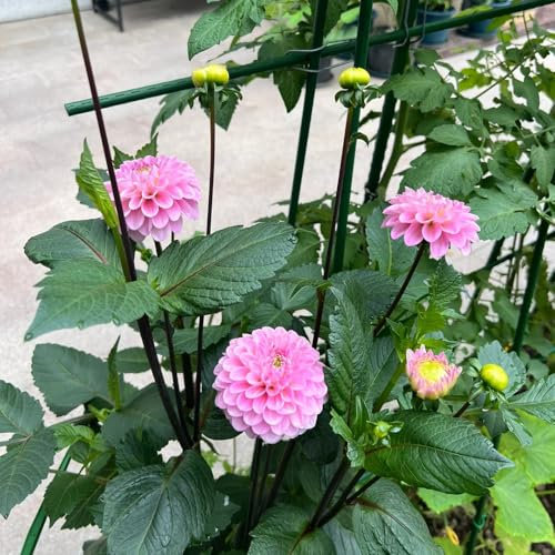 4 unidades de plantas de jardín con tubérculos de dahlien, macetas de bonsai, plantas resistentes al invierno, flores de jardín, plantas en maceta para exteriores, plantas resistentes al invierno para