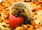 Postkarte Tiere Gartenfreund - Igel mit Apfel
