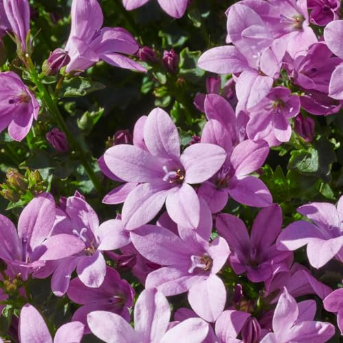 Campanula 'Ambella® Pink' rosa, Topf-Ø 12 cm, 3er-Set