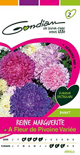 Gondian 166445 Semences-Reine Marguerite à Fleur Pivoine Variee-CP 2, Multicolore, 1x8.1x16 cm