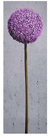 Bilderwelten Leinwandbild - Allium Kugel-Blüten - Panorama Hoch, 90cm x 30cm