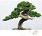 Exotische Bonsai Samen mit hoher Keimrate - Pflanzen Samen Set für deinen eigenen Bonsai Baum (1x Australische Kiefer)
