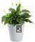 KADAX Blumentopf, Blumenkübel aus Kunststoff in 3 Farben, Pflanzkübel, witterungsbeständiger Blumenkübel mit Mattoberfläche, Outdoor-Pflanzkübel (Grau ø 35cm)