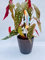 Vivaio Garden Forest Pianta Begonia Maculata Wightii, Pianta reale, Pianta da appartamento, Brasile, Decorazione casalinga, Pianta brasiliana, Pianta tropicale, Vaso 12CM, H 30cm