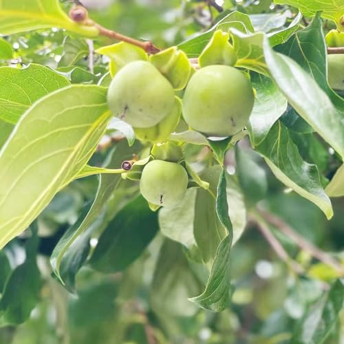 5 pcs kaki baum samen spalierobst bäume bonsai topf kakibaum,Diospyros kaki, säulenobst dekoration wohnzimmer seed best of bäume kaufen nachhaltige geschenke für frauen obstbäume deko
