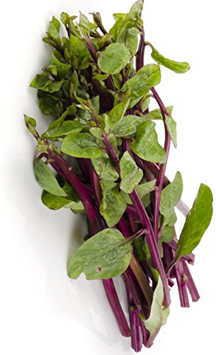 Seedeo® Roter Malabarspinat (Basella rubra) 15 Samen BIO