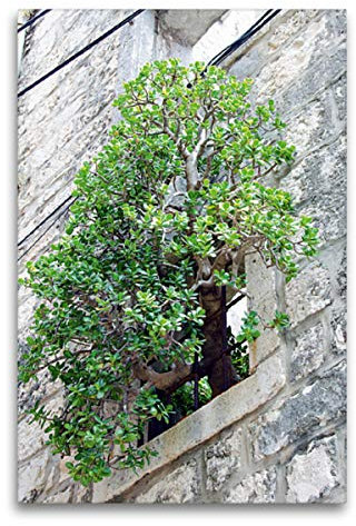 Premium Textil-Leinwand 60 x 90 cm Hoch-Format Baum im Fenster | Wandbild, HD-Bild auf Keilrahmen, Fertigbild auf hochwertigem Vlies, Leinwanddruck von Nina Schwarze