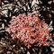 Schwarzer Holunder 'Eva' - Sambucus Nigra Black Lace ('Eva') - 40-50 cm Topf - Tief geschlitztes, dunkles Laub