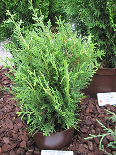 Thuja plicata Little Boy - zwergiger Lebensbaum Little Boy