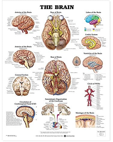 Anatomical Chart The Brain