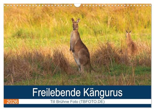 Freilebende Kängurus (Wandkalender 2026 DIN A3 quer), CALVENDO Monatskalender: Kängurus in Australien (CALVENDO Orte)