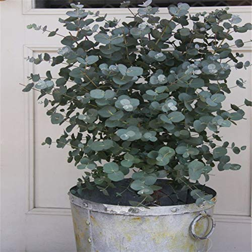 Lot de 30 graines d'eucalyptus, plantes aromathérapie, décoration d'intérieur tropicale pour femmes, hommes, enfants, débutants, jardiniers