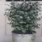 30 pezzi di semi di eucalipto albero bonsai pianta aromaterapia tropicale decorazione per la casa per donne, uomini, bambini, principianti, giardinieri regalo