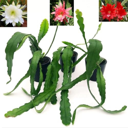 POWERS TO FLOWERS - EPIPHYLLUM LINGUA DI SUOCERA A FIORE GIGANTE ROSA, BIANCO e ROSSO, 3 PIANTE, RHIPSALIS, vaso 13cm, piante vere