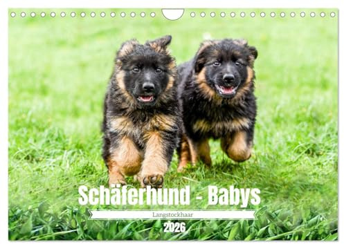 Langstockhaar - Schäferhund - Babys (Wandkalender 2026 DIN A4 quer), CALVENDO Monatskalender: Ein Besuch bei wunderschöne Welpen der langhaarigen Variante des Deutschen Schäferhundes. (CALVENDO Tiere)
