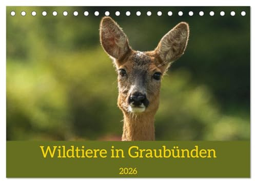 Wildtiere in Graubünden (Tischkalender 2026 DIN A5 quer), CALVENDO Monatskalender: Der Naturfotograf Jürg Plattner nimmt sie mit auf seine Streifzüge in seiner Heimat Graubünden. (CALVENDO Natur)