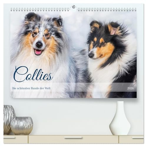 Collies - die schönsten Hunde der Welt (hochwertiger Premium Wandkalender 2026 DIN A2 quer), Kunstdruck in Hochglanz: 13 wundervolle Fotos der ... begleiten und durch das Jahr (CALVENDO Tiere)