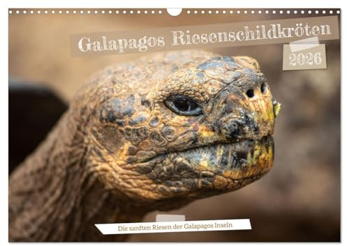 Die Riesenschildkröten der Galapagos Inseln (Wandkalender 2026 DIN A3 quer), CALVENDO Monatskalender: Erlebe die beeindruckende Schönheit und Anmut ... Inseln ihr Zuhause nennen. (CALVENDO Orte)